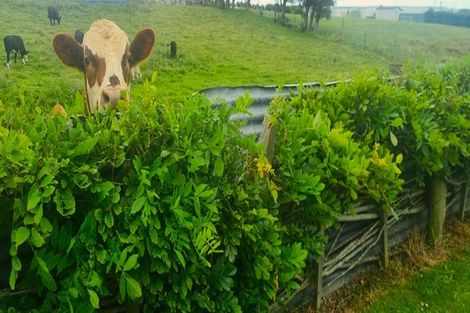 Photo of property in 61 Burns Street, Hawera, 4610