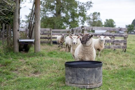 Photo of property in 338 Frontier Road, Te Awamutu, 3876