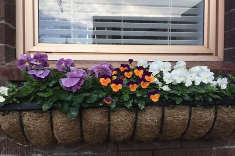 Photo of property in 2/36 Koromiko Street, New Lynn, Auckland, 0600