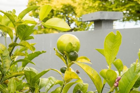 Photo of property in 16 Freyberg Street, Roslyn, Palmerston North, 4414