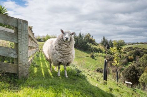 Photo of property in 49 Wapiti Avenue, Feilding, 4775