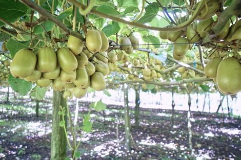 Photo of property in 120 Rotoehu Road, Pukehina, Te Puke, 3186