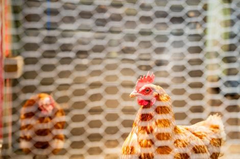 Photo of property in 21a Tamure Place, Ruakaka, 0116