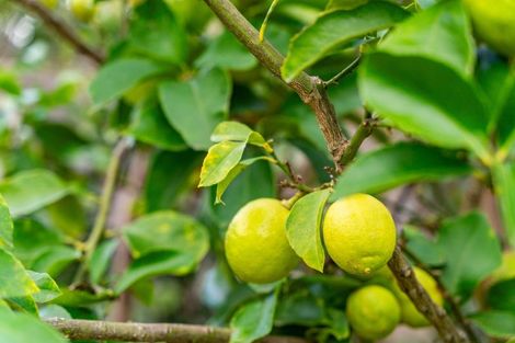 Photo of property in 39 Pearson Street, Mangawhai, 0505