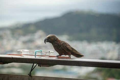 Photo of property in 149a Karepa Street, Brooklyn, Wellington, 6021