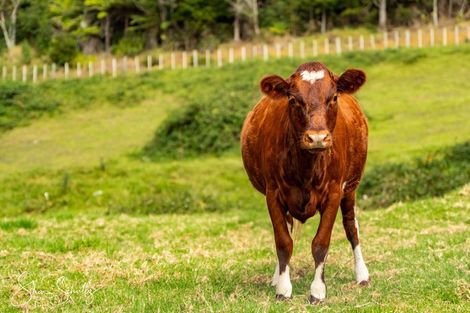 Photo of property in 163a Neems Road, Tinopai, Matakohe, 0593