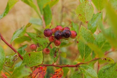 Photo of property in 790 Pungaere Road, Waipapa, 0295