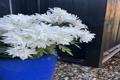 Photo of property in 17 Lavender Place, Papamoa Beach, Papamoa, 3118