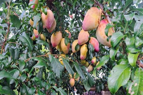 Photo of property in 20/46 Sharp Road, Aongatete, Katikati, 3178