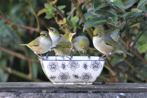 Photo of property in 215 Oxford Street, Ashhurst, 4810