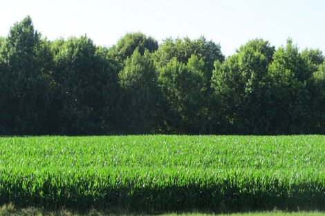 Photo of property in 6 Seales Road, Morrinsville, 3374