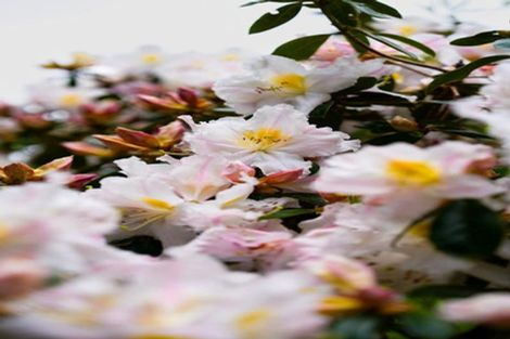 Photo of property in 40 Walden Lane, Minden, Tauranga, 3171