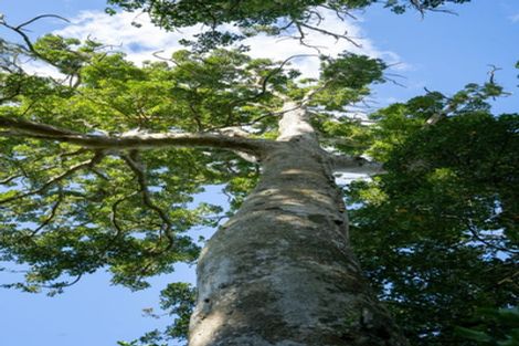 Photo of property in 443 Scotsman Valley Road, Tauwhare, Morrinsville, 3371