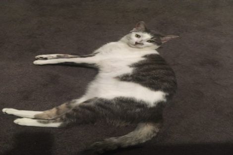 Photo of property in 2/35 Manuka Road, Bayview, Auckland, 0629