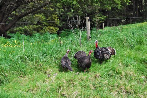 Photo of property in 542e Oneriri Road, Kaiwaka, 0573