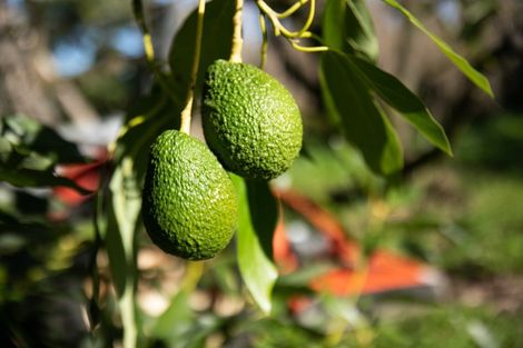 Photo of property in 229 Athenree Road, Athenree, Waihi Beach, 3177