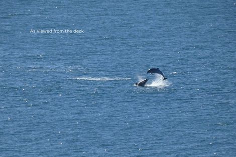 Photo of property in 35 Rothesay Bay Road, Rothesay Bay, Auckland, 0630