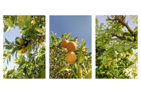 Photo of property in 53 Coppelia Avenue, Omokoroa, 3114