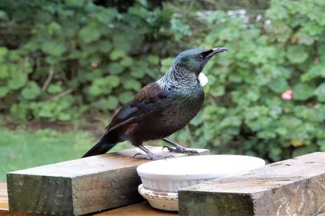 Photo of property in 215 Oxford Street, Ashhurst, 4810