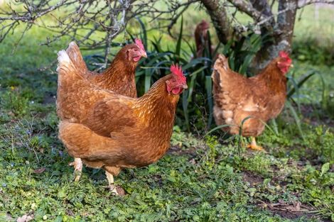 Photo of property in 6 Hawkens Road, Makarau, Warkworth, 0981