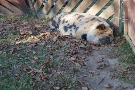 Photo of property in 3287 State Highway 26, Morrinsville, 3374