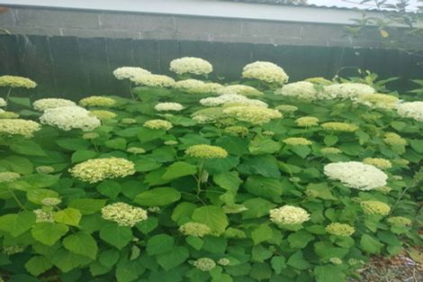 Photo of property in 108 East Belt, Lincoln, 7608