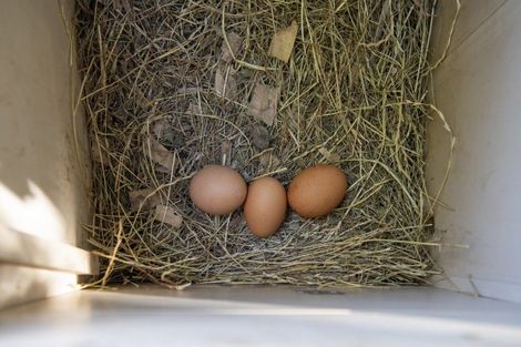 Photo of property in 165 Whitaker Street, Whataupoko, Gisborne, 4010