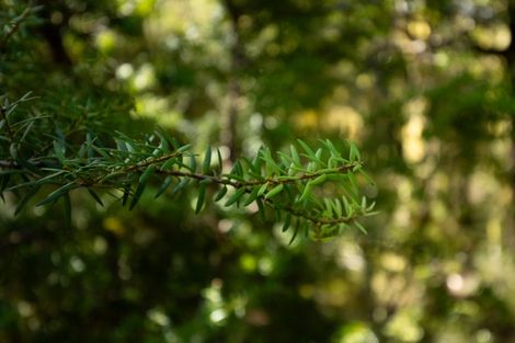 Photo of property in 101 Gowan Valley Road, Gowanbridge, Murchison, 7077