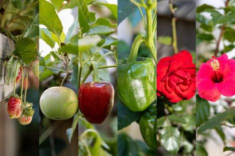 Photo of property in 77 Bert Wall Drive, Omokoroa, 3114