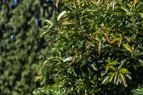 Photo of property in 1031b State Highway 2, Tanners Point, Katikati, 3177