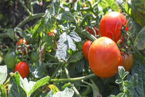 Photo of property in 1 Merlot Place, Te Kauwhata, 3710