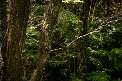 Photo of property in 49 Mangotahi Road, Thames, 3577