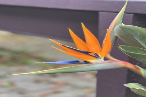 Photo of property in 66 Iles Road, Lynmore, Rotorua, 3010