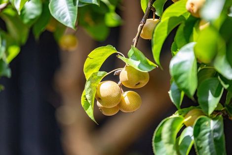 Photo of property in 17 Matipo Crescent, Pukete, Hamilton, 3200