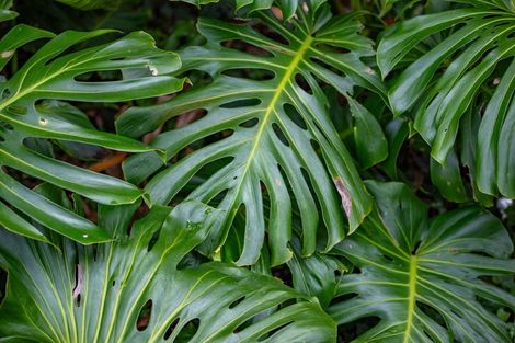 Photo of property in 7 Mansel Avenue, Hillcrest, Hamilton, 3216