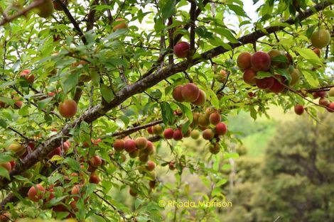 Photo of property in 318 Franklin Road, Paparoa, 0571
