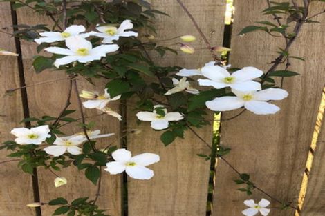 Photo of property in 23 Springs Junction, Springs Junction, Reefton, 7895