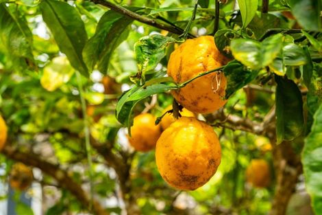 Photo of property in 19 Norfolk Drive, Mangawhai Heads, Mangawhai, 0505