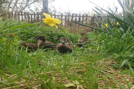 Photo of property in 13 Weka Place, Masterton, 5810