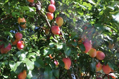 Photo of property in 233 Fencourt Road, Cambridge, 3493