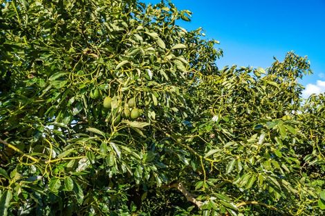 Photo of property in 237b Busby Road, Tahawai, Katikati, 3170