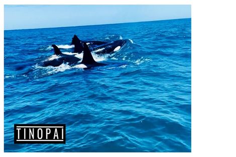 Photo of property in 1509 Tinopai Road, Tinopai, Matakohe, 0593