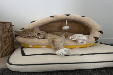 Photo of property in 2/3 Campbell Road, Takapuna, Auckland, 0622