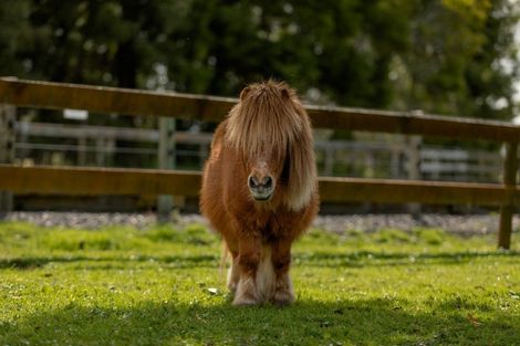 Photo of property in 97f Poplar Lane, Edgecumbe, Whakatane, 3192