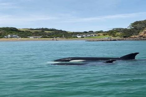 Photo of property in 69 Pacific Bay Road, Tutukaka, Whangarei, 0173