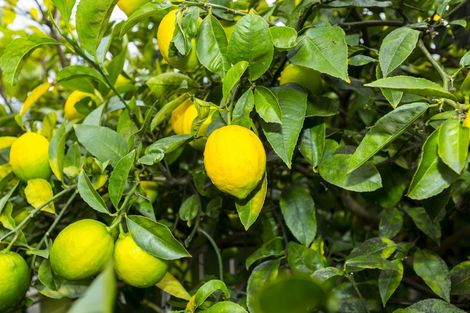 Photo of property in 14 Rimu Street, Wallaceville, Upper Hutt, 5018