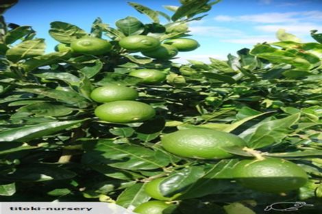 Photo of property in 324 Greig Road, Matata, Whakatane, 3194