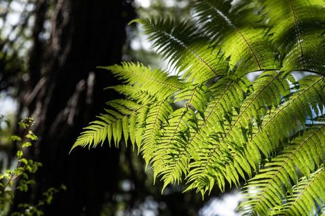 Photo of property in 281b Lund Road, Aongatete, Katikati, 3178