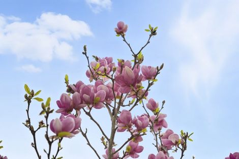 Photo of property in 79 Kawiu Road, Levin, 5510