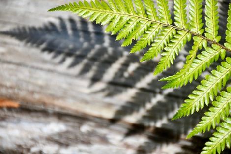 Photo of property in 76a Eco Place, Little Wanganui, Karamea, 7893